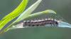Lymantria dispar